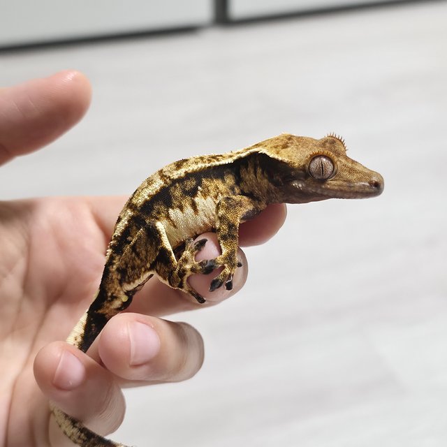 노멀 트라이 익스트림할리퀸