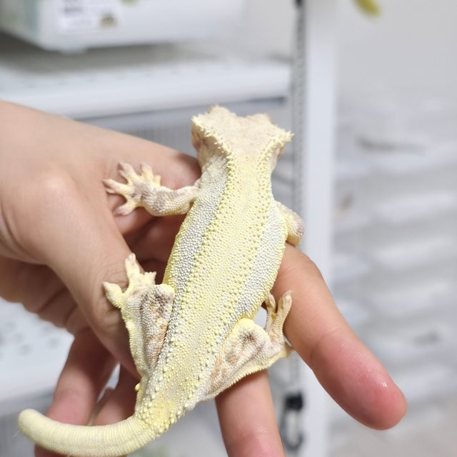 릴리화이트 솔리드백