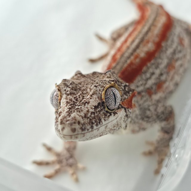 레드 스트라이프