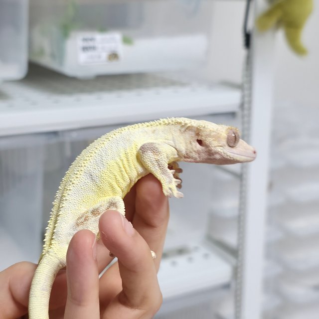 릴리화이트 솔리드백