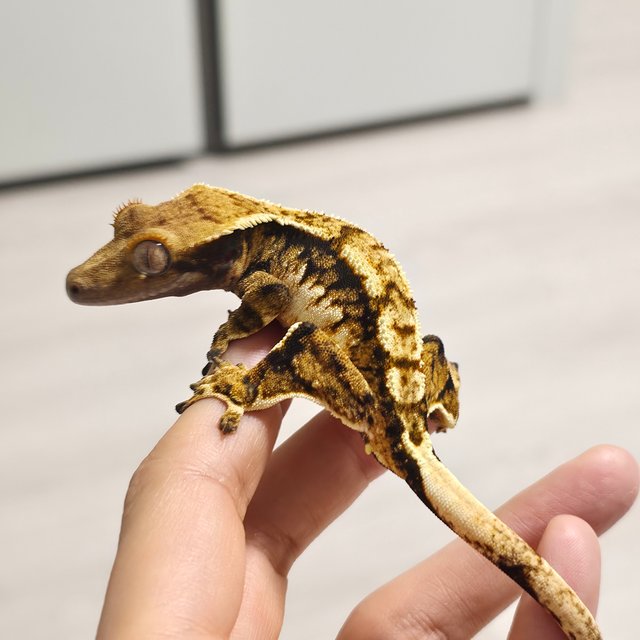 노멀 트라이 익스트림할리퀸