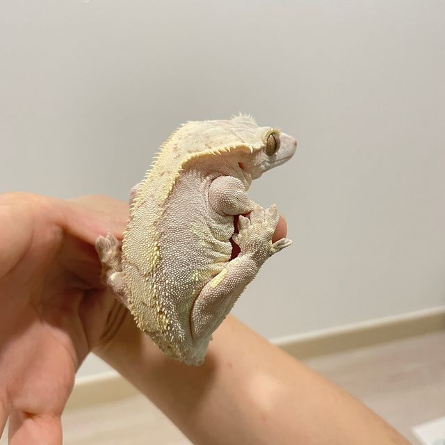 크림