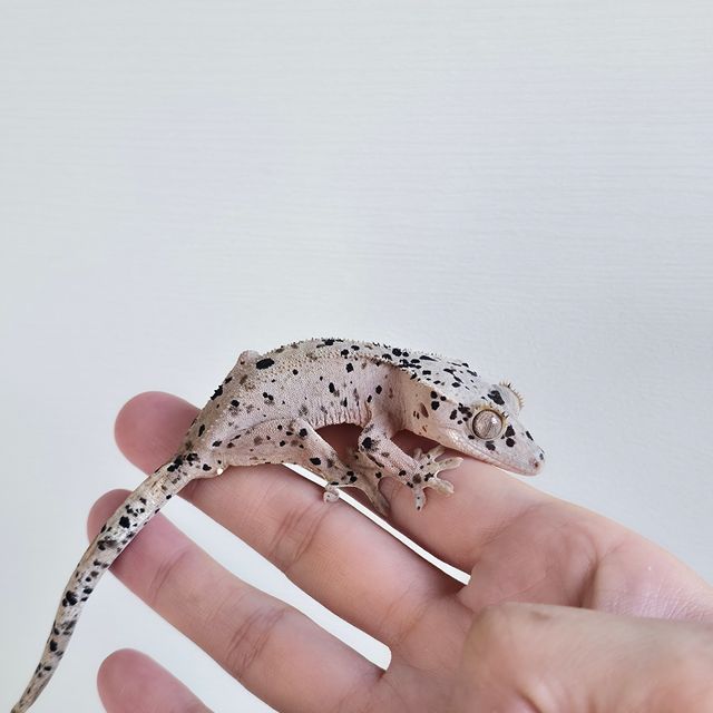 패턴리스 슈퍼달마시안