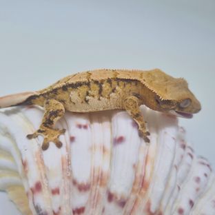트라이 익스트림할리퀸