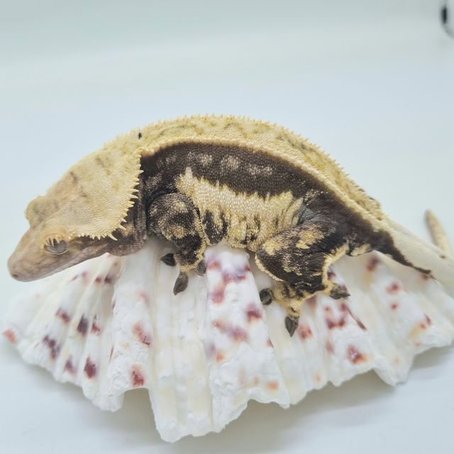 쿼드 노멀 풀핀