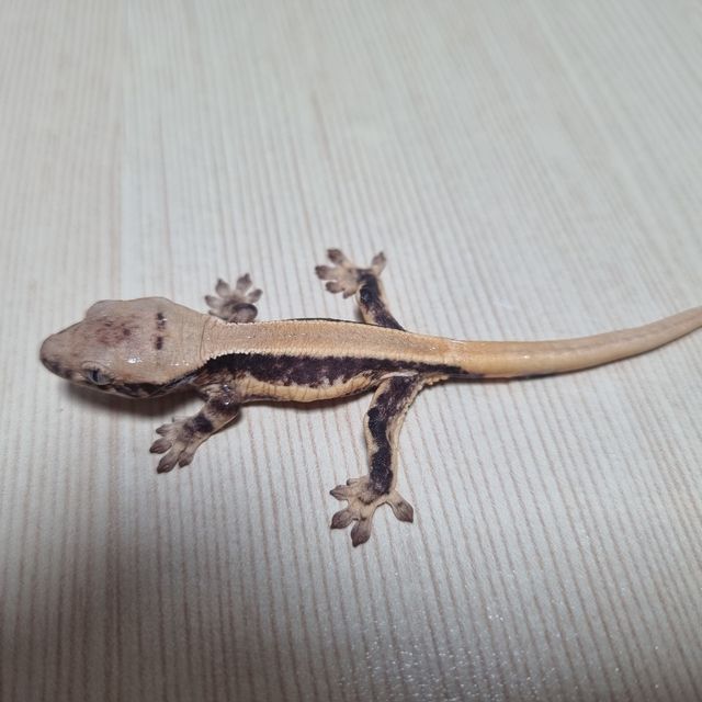 릴리화이트