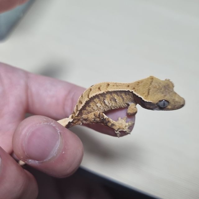 노멀 트라이 익스트림할리퀸 할리퀸