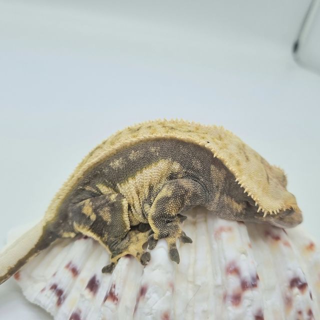 쿼드 노멀 풀핀
