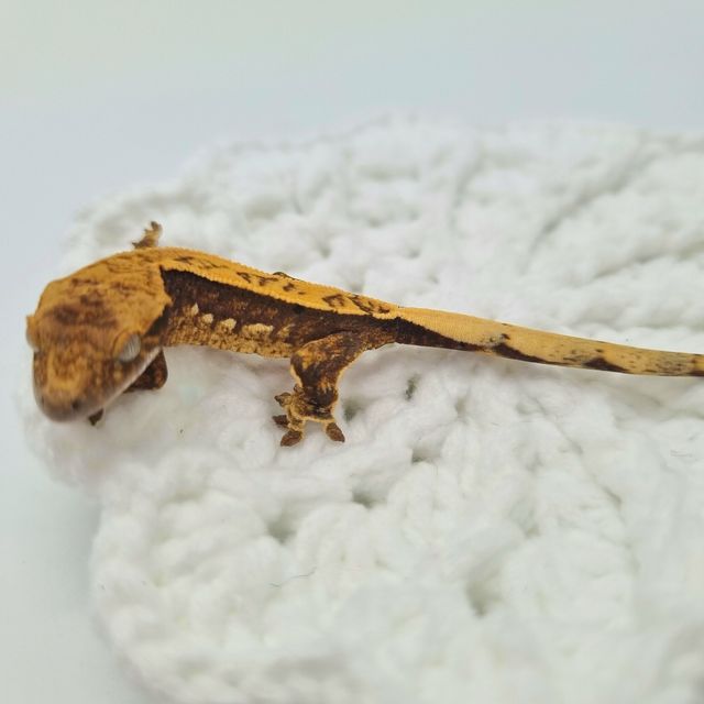 트라이 쿼드
