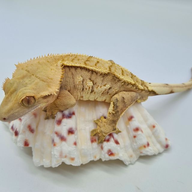 크림시클
