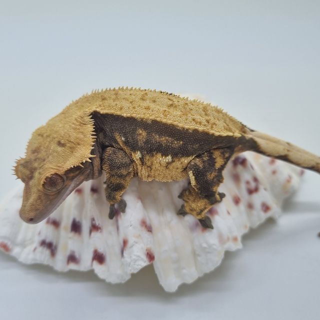 쿼드 풀핀
