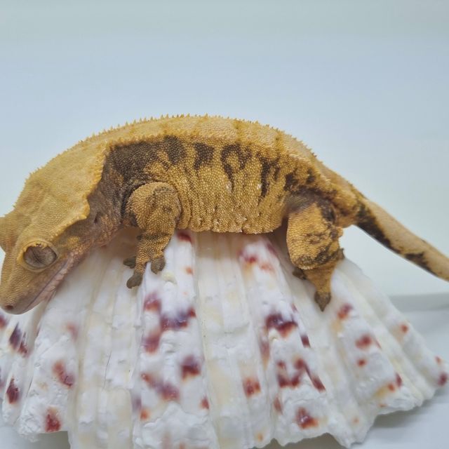 노멀 익스트림할리퀸 드리피
