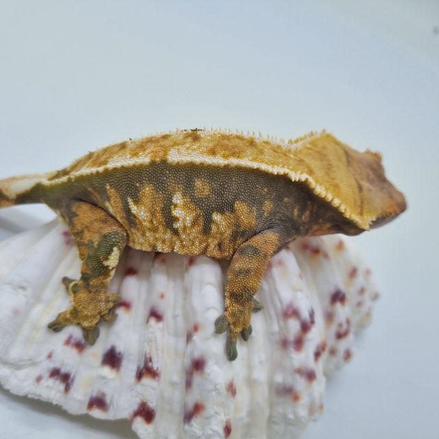 트라이 익스트림할리퀸