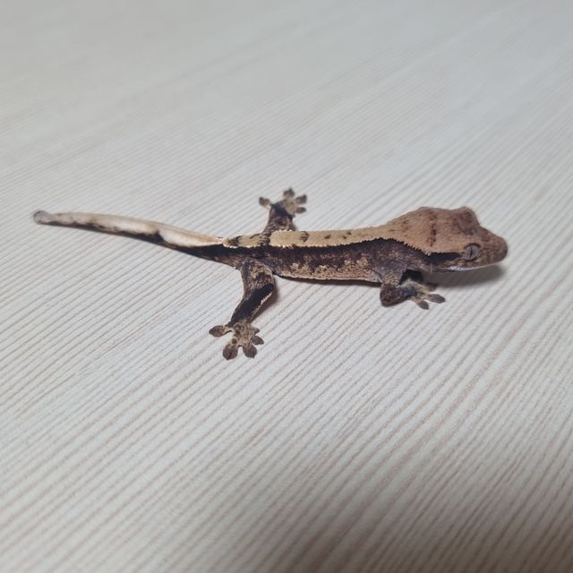 트라이 익스트림할리퀸 할리퀸