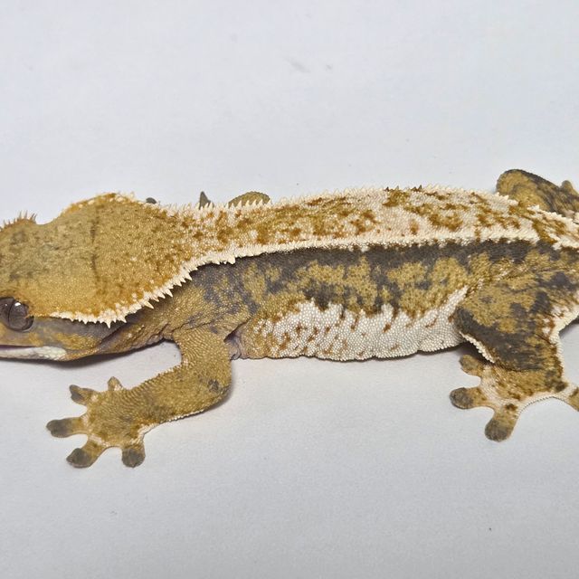 트라이 익스트림할리퀸