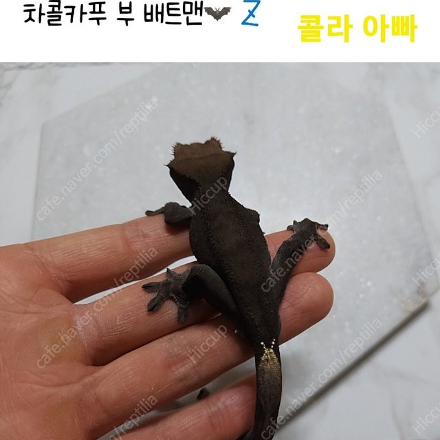 챠콜