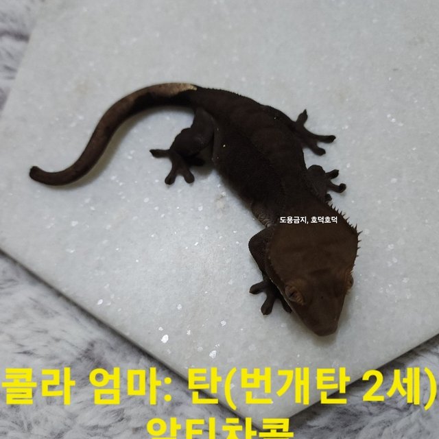 챠콜