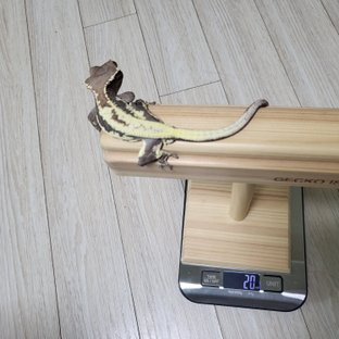 프라푸치노