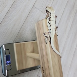 슈퍼세이블 릴리 세이블