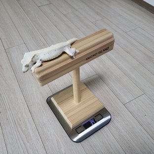 릴리화이트