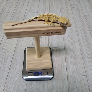 익스트림할리퀸
