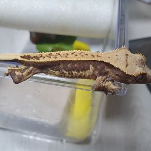 동배