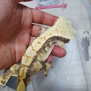 지크
