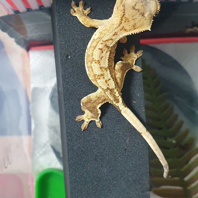 크림시클