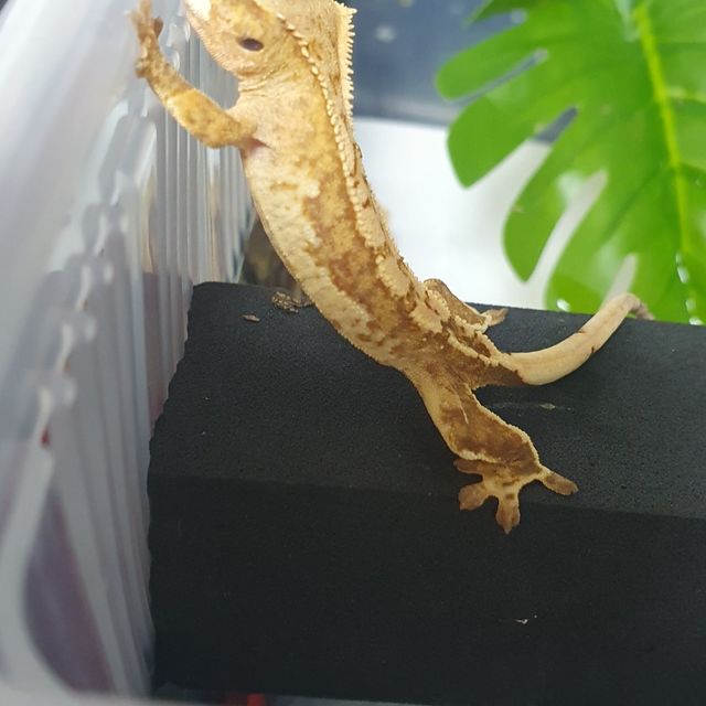 크림시클