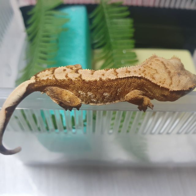 크림시클