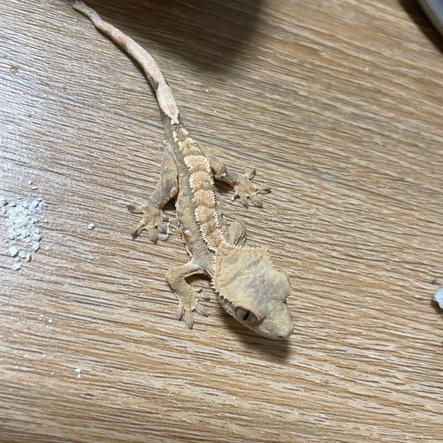 노멀