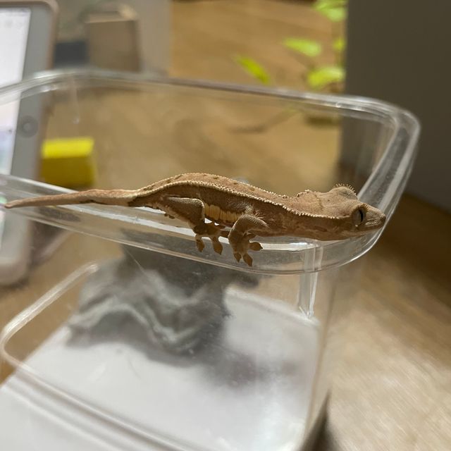 핀스트라이프