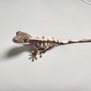 세이블 100%헷아잔틱