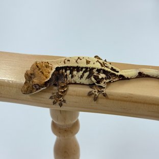 세이블