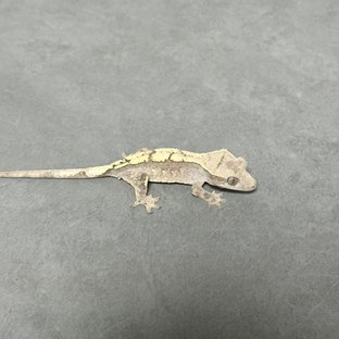 100%헷아잔틱 세이블