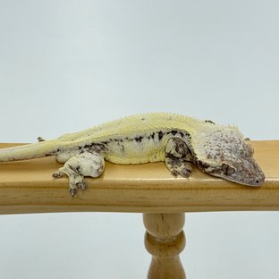 릴리 세이블