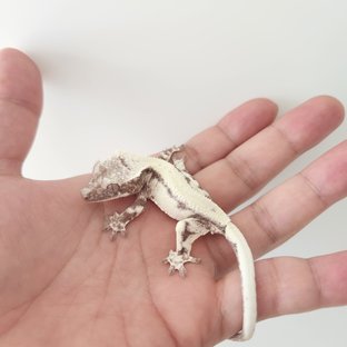 릴리 세이블 아잔틱