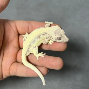 100%헷아잔틱 릴리 세이블