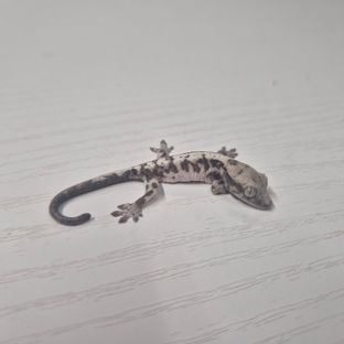 루왁 릴리