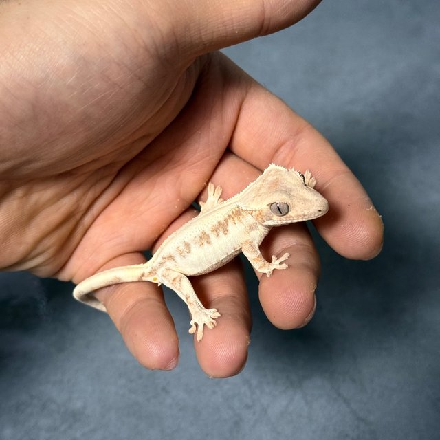 100%헷아잔틱 릴리 세이블