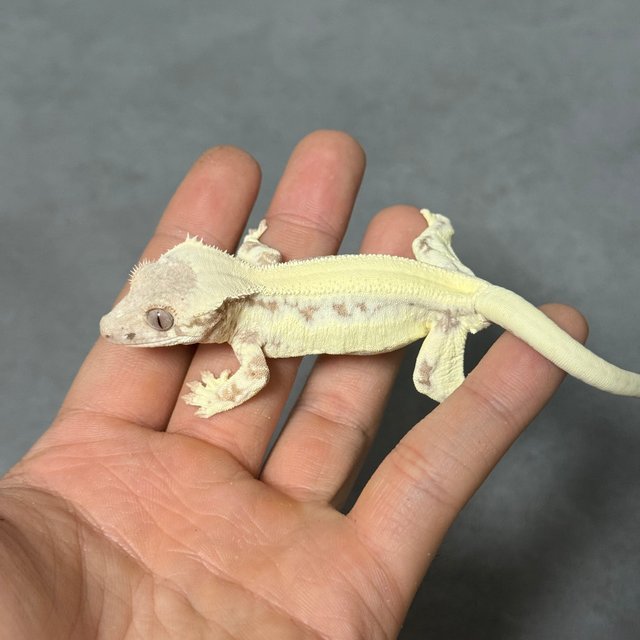 100%헷아잔틱 릴리 세이블