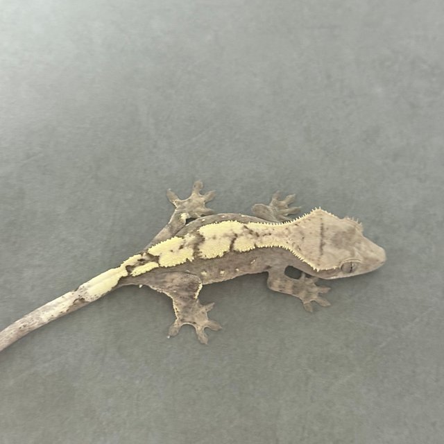 100%헷아잔틱 세이블