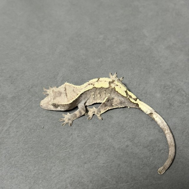 100%헷아잔틱 세이블