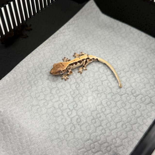 100%헷아잔틱 릴리 세이블