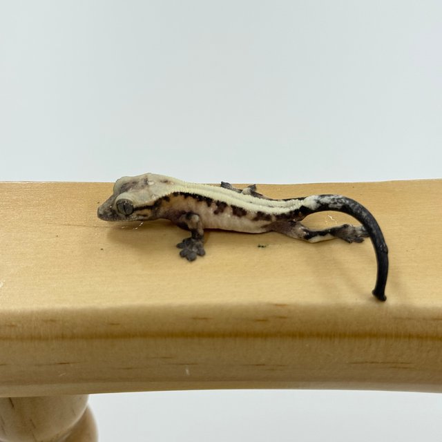 슈퍼세이블 릴리