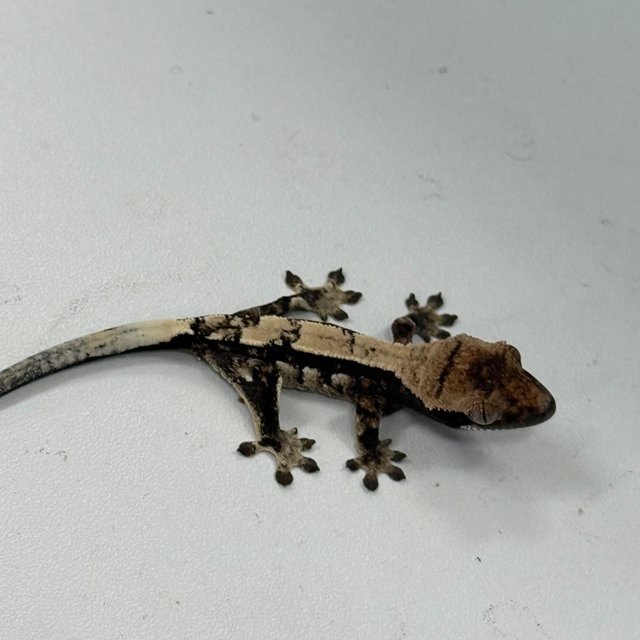 100%헷아잔틱 세이블