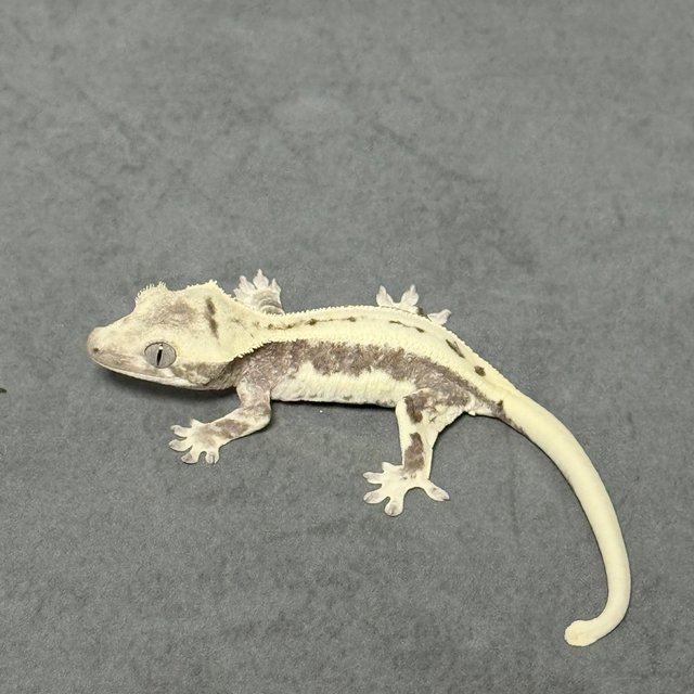 아잔틱 릴리화이트