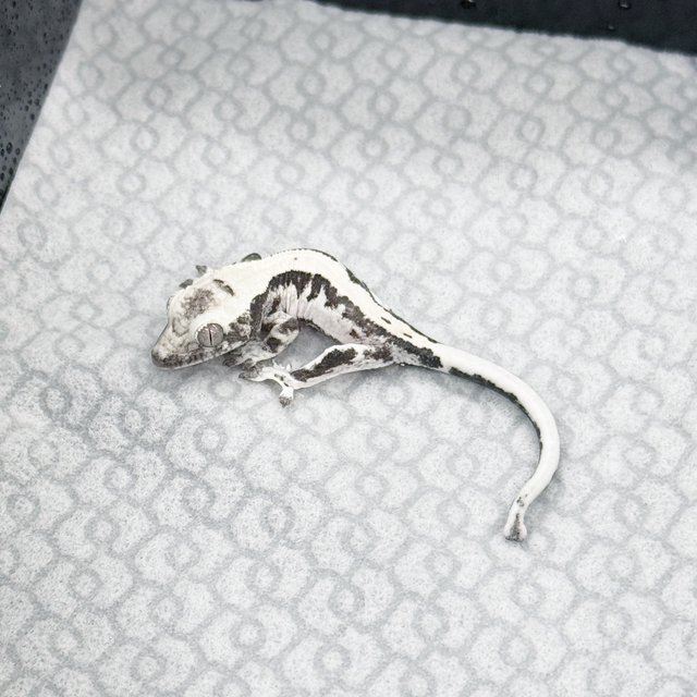 릴리 세이블 아잔틱