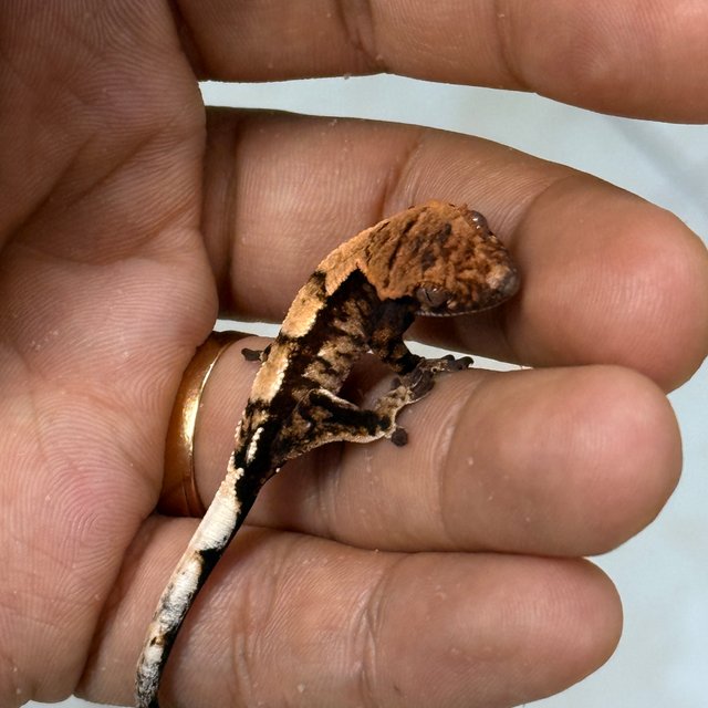 100%헷아잔틱 세이블