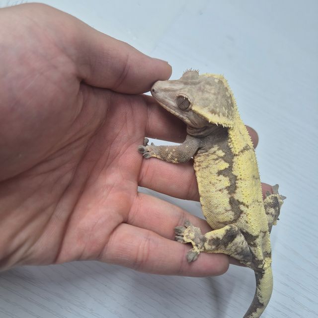 세이블
